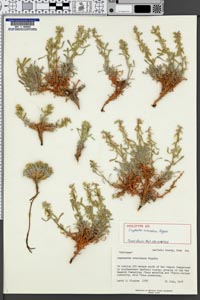 Oreocarya ochroleuca HOLOtype