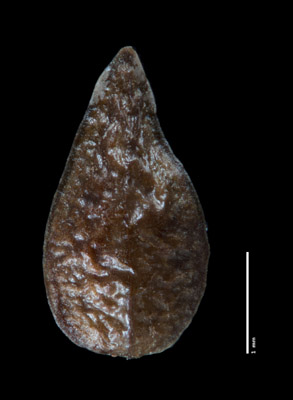 Nutlet Dorsal View SDSU 21391