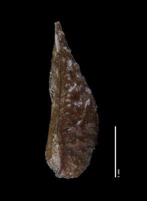 Nutlet Lateral View SDSU 21391