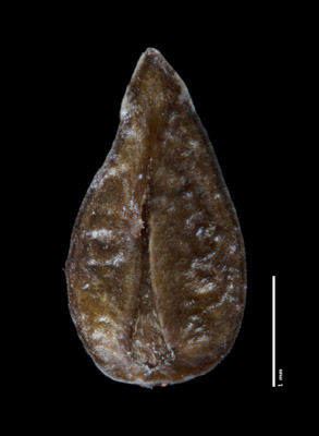 Nutlet Ventral View SDSU 21391