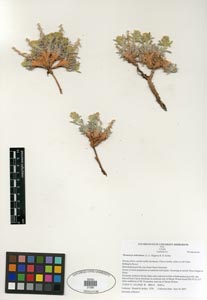 Herbarium Sheet SDSU 21390