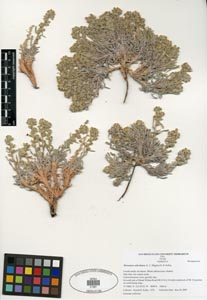 Herbarium Sheet SDSU 21391