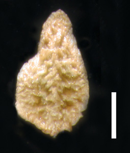 Nutlet Dorsal View POM 46669