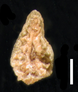 Nutlet Ventral View POM 46669