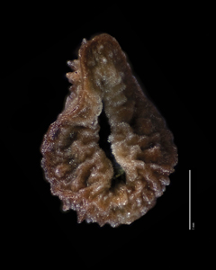 Nutlet Ventral View SDSU 20069