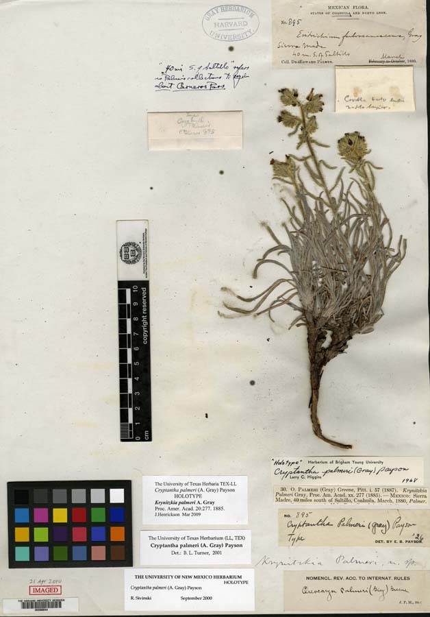 Herbarium Sheet 