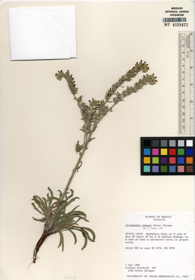 Herbarium Sheet 