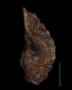 Nutlet Lateral View POM 46753
