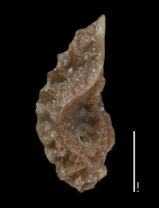 Nutlet Lateral View POM 46753
