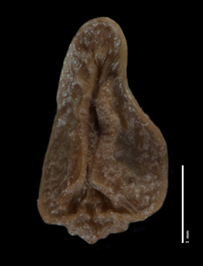 Nutlet Ventral View POM 46753
