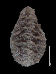 Nutlet Dorsal View POM 46753
