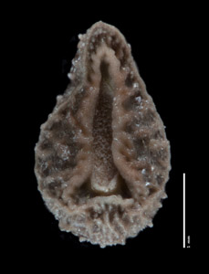 Nutlet Ventral View 