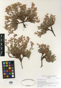 Herbarium sheet POM 46753
