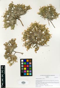 Herbarium sheet POM 46753
