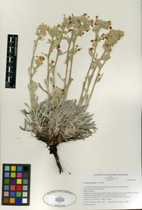 Herbarium Sheet SDSU 20715