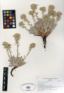 Herbarium Sheet SDSU 21309