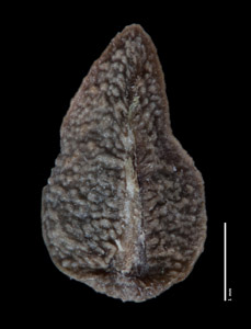 Nutlet Ventral View SDSU 21268