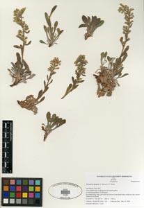 Herbarium Sheet SDSU 21269