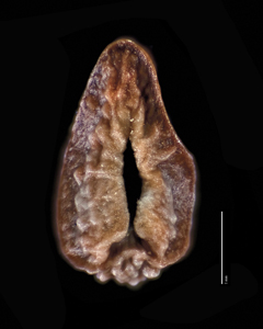 Nutlet Ventral View SDSU 20061