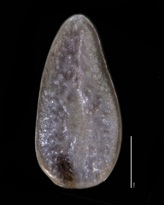 Nutlet Dorsal View 