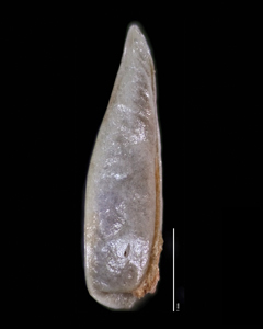 Nutlet Lateral View 