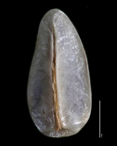 Nutlet Ventral View 