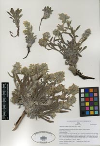 Herbarium Sheet: SDSU20725