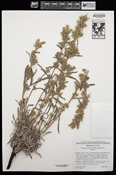 Exemplar specimen: RSA0188592 = RSA accession 885171