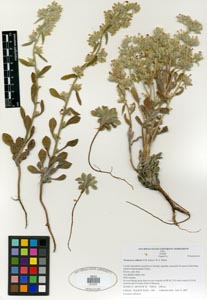 Herbarium Sheet: SDSU21270