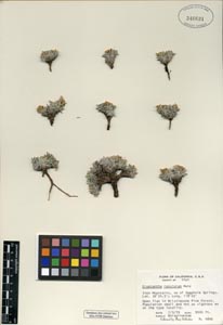 Herbarium Sheet RSA 346621