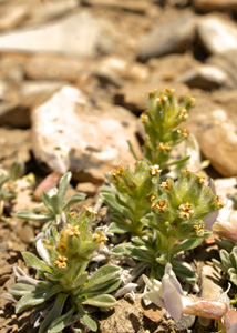 Field Image 2 SDSU 20115