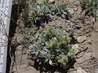 Field Image 4 SDSU 20115