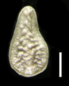 Nutlet Dorsal View RSA 524058