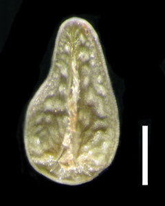 Nutlet Ventral View RSA 524058