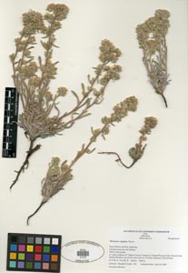 Herbarium Sheet SDSU 21273