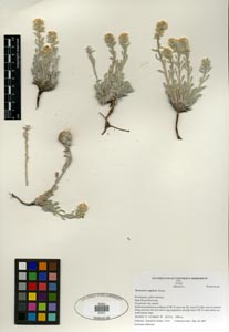 Herbarium Sheet SDSU 21271