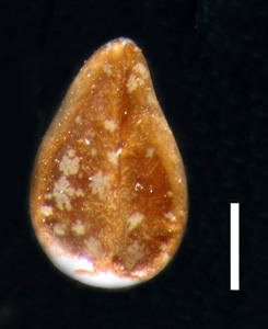 Nutlet Ventral View 