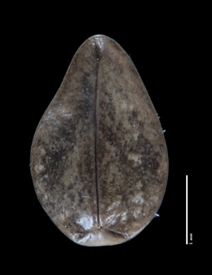 Nutlet Ventral View 