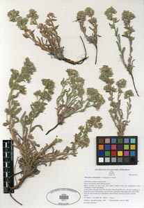 Herbarium Sheet 