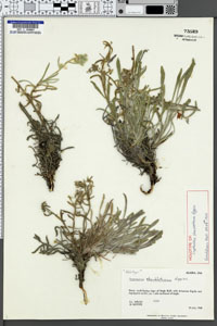 Herbarium sheet of BRY 73589 (Holotype)