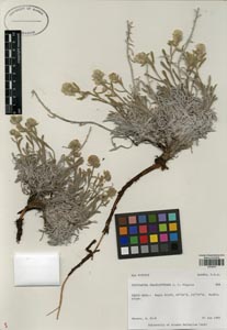 Herbarium sheet of ALA 102929