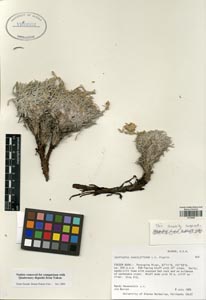 Herbarium sheet of ALA 103502