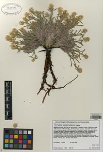 Herbarium sheet of ALA 122496