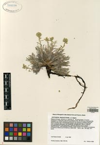 Herbarium sheet of ALA 122788