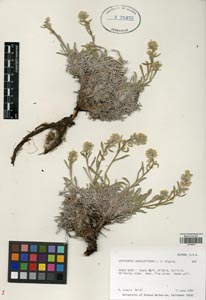 Herbarium sheet of ALA 75472