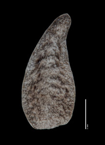 Dorsal Nutlet View of ALA 77936