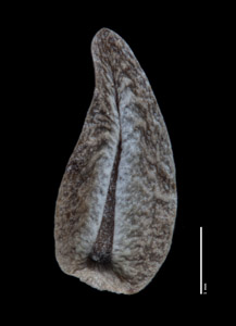 Ventral Nutlet View of ALA 77936