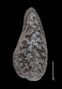 Dorsal Nutlet View of ALA 90733