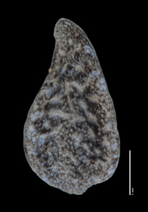 Dorsal Nutlet View of ALA 90733