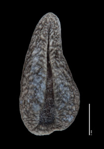 Ventral Nutlet View of ALA 90733